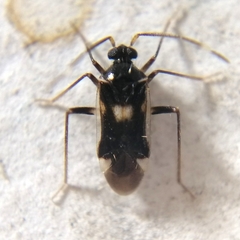 Eustictus