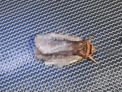 Ochropleura