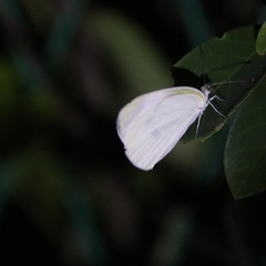 Pieris canidia