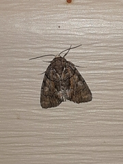 Chytonix sensilis