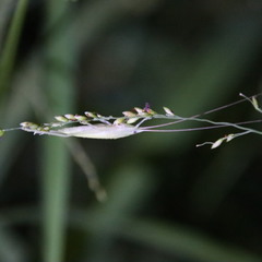 Euconocephalus varius