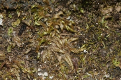 Scleropodium cespitans