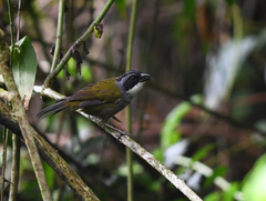 Arremon costaricensis