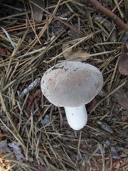 Russula modesta