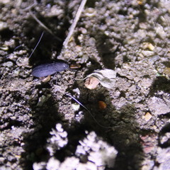 Gonocephalum subspinosum