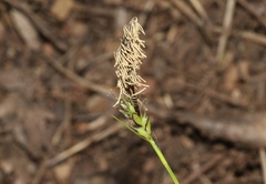 Carex globosa