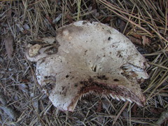 Russula adusta