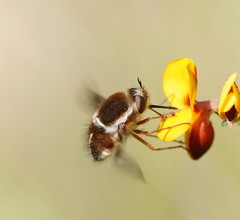 Sisyromyia limbata