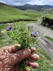Vicia andicola