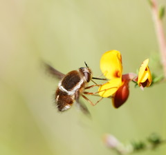 Sisyromyia limbata
