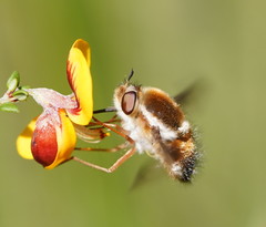 Sisyromyia limbata