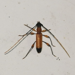 Nyssicostylus paraba