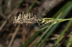 Carex globosa