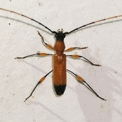 Nyssicostylus paraba