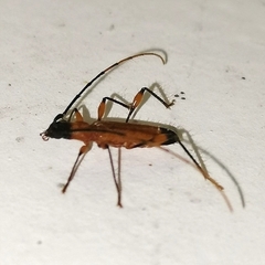 Nyssicostylus paraba