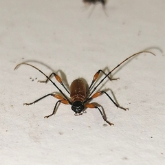 Nyssicostylus paraba