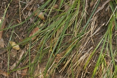 Carex globosa