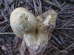 Rhopalogaster transversarius