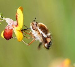 Sisyromyia limbata
