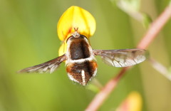 Sisyromyia limbata