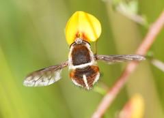 Sisyromyia limbata