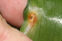 Botrytis