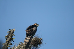 Spizaetus ornatus