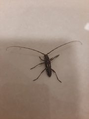 Ambonus distinctus