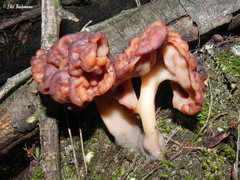 Gyromitra antarctica