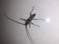 Ambonus distinctus