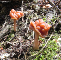 Gyromitra antarctica