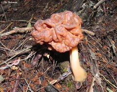 Gyromitra antarctica