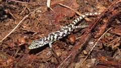 Abronia oaxacae