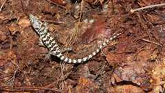 Abronia oaxacae