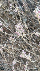 Eriogonum panamintense