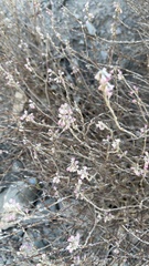 Eriogonum panamintense