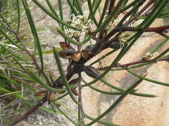 Hakea microcarpa