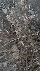 Eriogonum panamintense