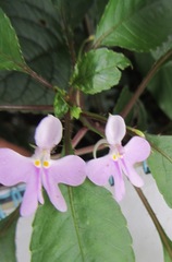 Impatiens hochstetteri