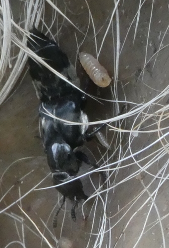 Hairy rove beetle photo 3