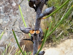 Hakea microcarpa