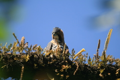 Spizaetus ornatus