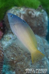 Halichoeres prosopeion