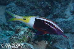 Parupeneus barberinoides