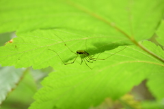 Taracus pallipes