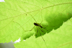 Taracus pallipes