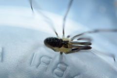 Taracus pallipes