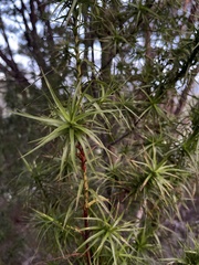 Dracophyllum sinclairii
