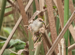 Cisticola chubbi