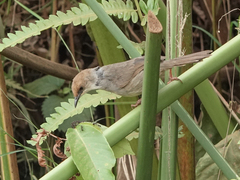 Cisticola chubbi